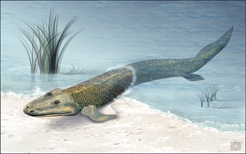 artist's rendering of Tiktaalik, the ancient "walking" fish