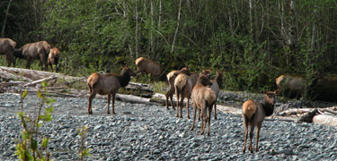 elk