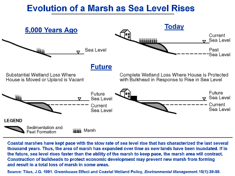 Evolution of a Marsh as Sea Level Rises. This graphic shows how sedimentation and peat formation have allowed marshes to keep pace with the slow rate of sea level rise that has characterized the past several thousand years. A pair of images show a small marsh 5,000 years ago that has kept pace with sea level rise and is today a larger marsh with a deep layer of sediment and peat. Another pair of images shows what might happen to this marsh if 1) the pace of sea level rise exceeds the pace of sediment and peat formation (the area of the marsh contracts) or 2) if bulkheads are constructed to protect coastal property (this prevents new marsh from forming and may completely eliminate the marsh).