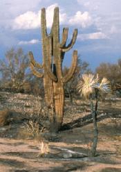 Burned saguaros and yuccas, 1995 Rio Fire in the Phoenix area. Photo by Todd Esque.