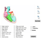 Cardiac Bioelectricity and Arrhythmias