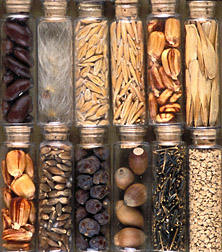 Photo: A display of seeds from the late 1890s at the National Center for Genetic Resources Preservation. Link to photo information