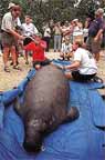 photo of scientists attaching a satellite monitoring tag on a manatee