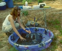 A USGS scientist is monitoring a bladder used to hold the injection fluid during a single-well tracer test designed to study the transport on ammonium in ground water on Cape Cod, Massachusetts. The bladder is placed in a small pool of water to control the temperature of the injection fluid during the test.