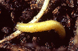 Photo: Corn rootworm larva. Link to photo information