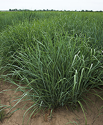 Photo: Switchgrass. Link to photo information