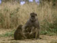 photo of adult and two juvenile baboons