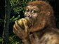 Illustration of Paranthropus boisei, also called Nutcracker Man, eating a fruit.