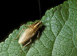 Asian cockroach. Link to photo information