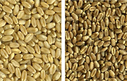 Photo: Grains of hard white wheat (left); grains of hard red spring wheat (right).