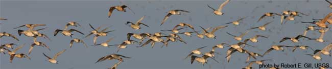 Bar-tailed Godwits flying towards Egegik on September 9, 2005 - photo by Robert E. Gill, USGS