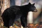 Black Bear. Credit: USFWS, Michael A. Kelly