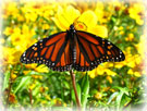 Monarch on Bidens. Credit: USFWS, David Linden