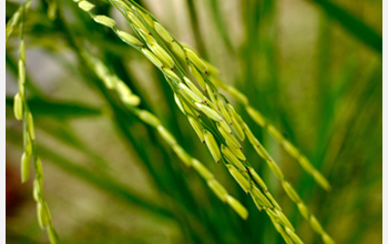 Photo of basmatii rice before harvest.