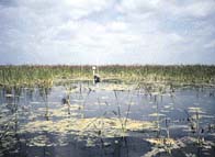 photo of a marsh