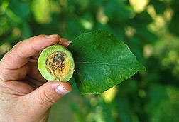 Symptoms of plum pox virus on apricot fruit and leaves.  Link to photo information