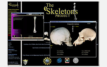 screen capture from eSkeletons home page and comparison of crania