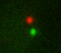 Image shows red and green fluorescent spots indicating the location of a yeast cell chromosome.