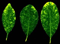 Three citrus leaves with chlorotic yellow spots indicative of CYMV infection