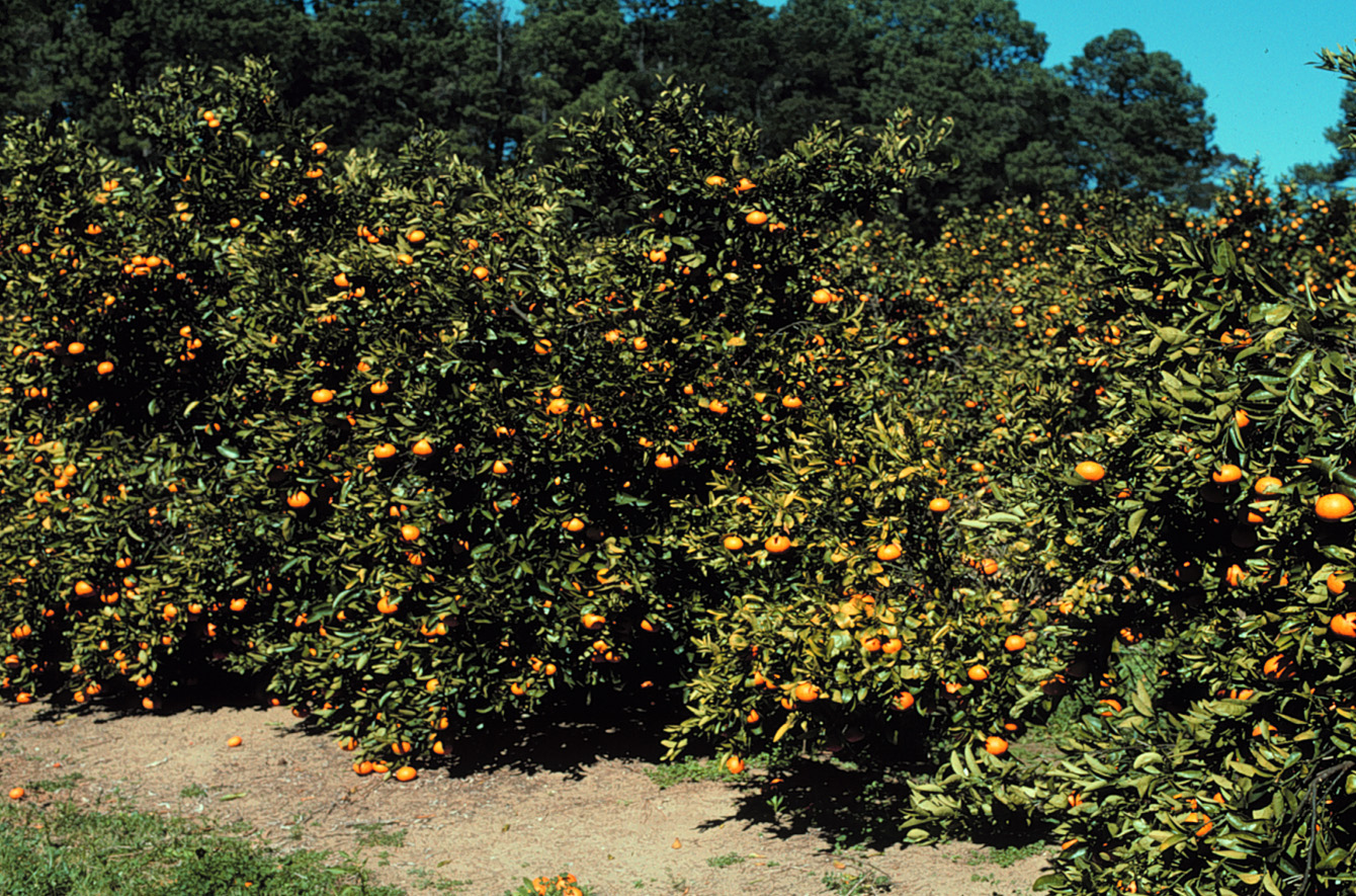 orange trees