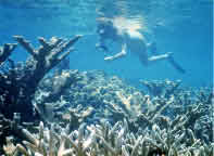 photo of snorkeler and coral reef