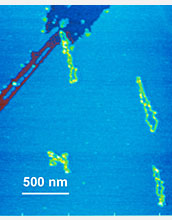 AFM images showing two yellow molecules on a blue mica surface.