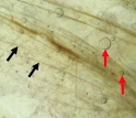 Photo showing water with air bubbles and bands of organic crud and dirt between mica layers.