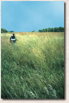 Image of a landscape found within the Conservation Reserve Program (CRP) land.