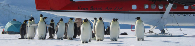 Emperor penguins stand near a Twin Otter airplane