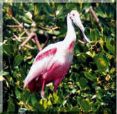 photo of roseate spoonbill