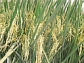 Plant biologists have reported a new understanding of how genes work in rice.