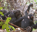 Photo of chimpanzees grooming each other.