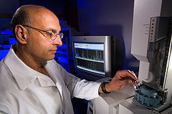 Molecular biologist loads vials containing hydrolyzed switchgrass cell-wall samples for analyses of lignin content by gas chromatography-mass spectrometry: Click here for full photo caption.