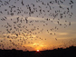 Photo of bats emerging from their roost.