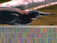 Photo of heron and its "DNA barcode".