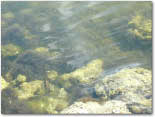 photo of water and rocks