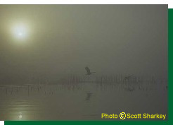 Canada Geese at dawn