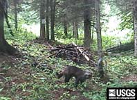 wolverine in a bear hair trap