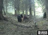 black bear in a bear hair trap