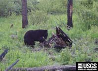 black bear pawing at a bear hair trap lure pile
