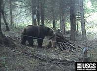 large grizzly bear in a bear hair trap