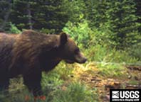 grizzly bear next to a bear hair trap
