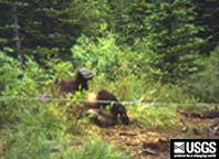 grizzly bear rolling in a bear hair trap lure pile
