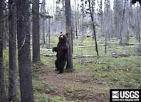 grizzly bear rubbing on a bear rub tree
