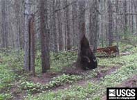 grizzly bear rubbing on bear rub trees