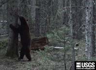 black bear smelling a bear rub tree
