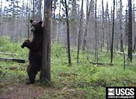 black bear rubbing on a bear rub tree
