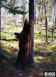 black bear rubbing on a bear rub tree