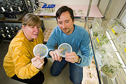 Research plant molecular geneticists Jane Marita and Mike Sullivan examining genetically modified alfalfa samples.
