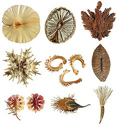 Some of the more than 3,000 photos in the U.S. National Seed Herbarium and the online database "Family Guide for Fruits and Seeds." Click the image for more information about the seeds and to download high resolution images.   